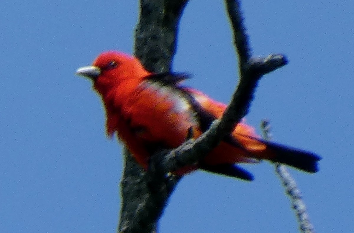 アカフウキンチョウ - ML637946919