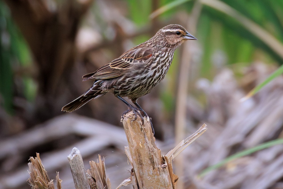 Red-winged Blackbird - ML637946920