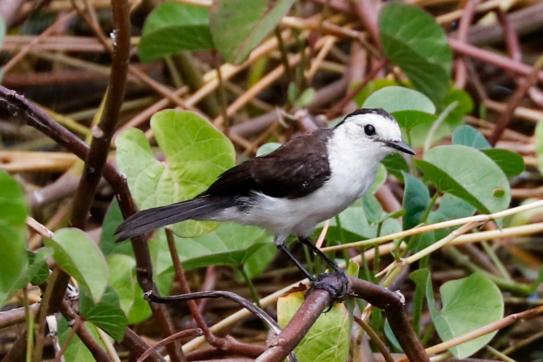 Black-backed Water-Tyrant - ML637946932