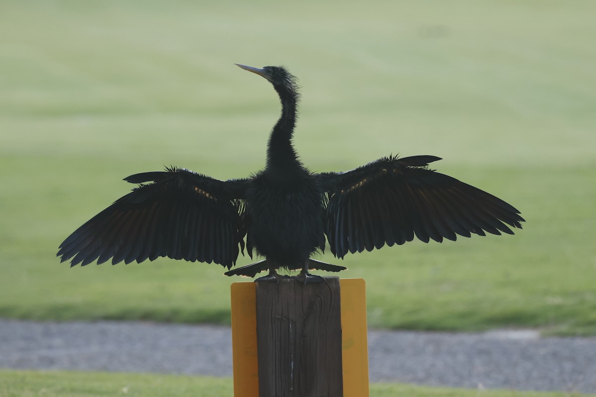Anhinga amerikarra - ML637946965