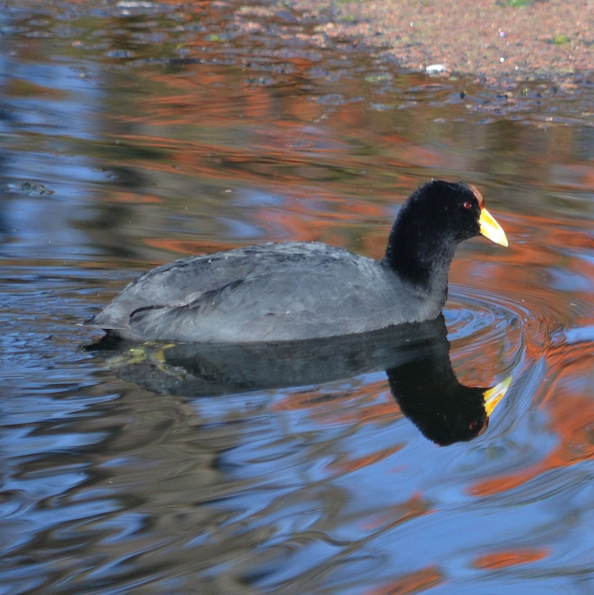 Slate-colored Coot - ML637947078