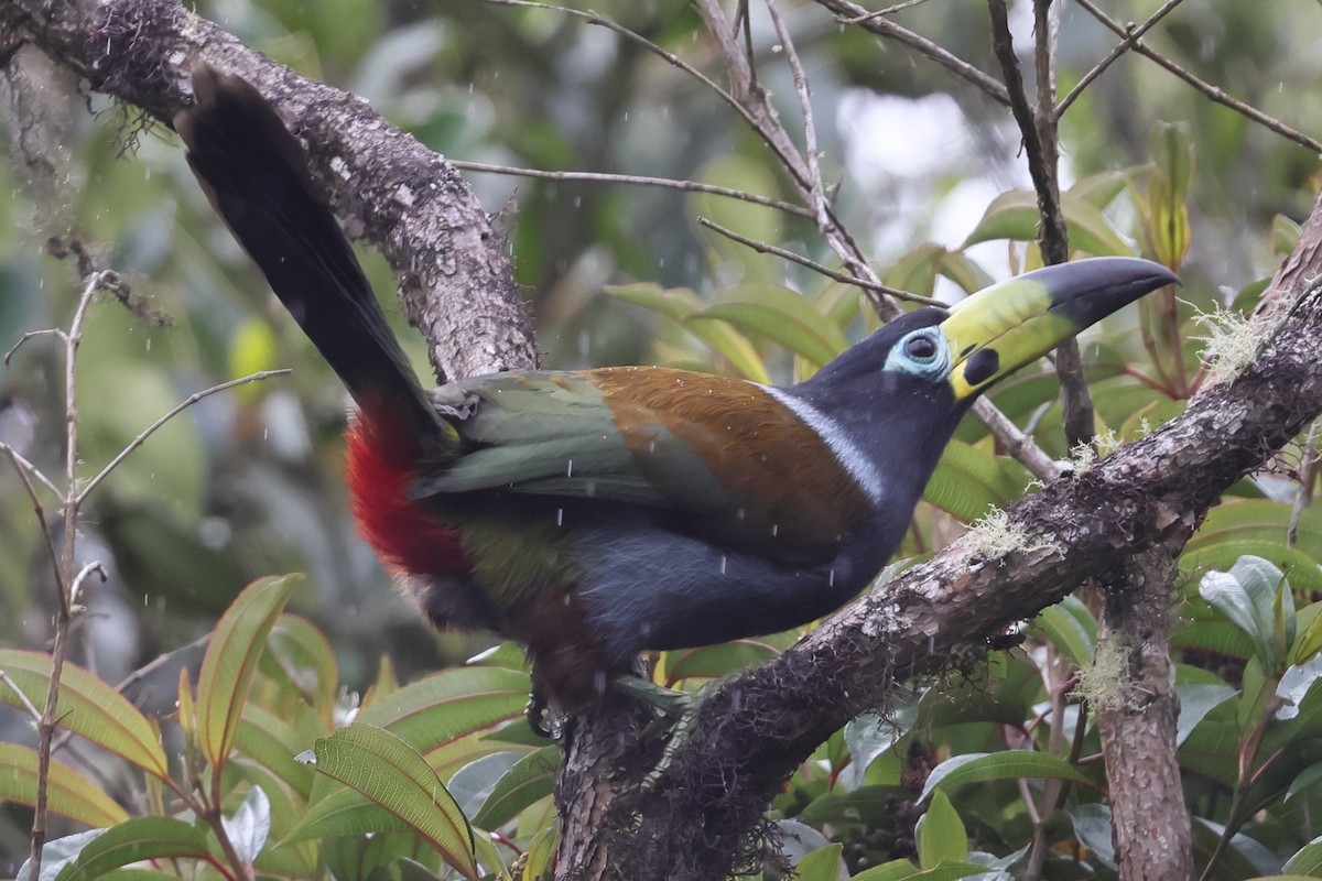 Hooded Mountain-Toucan - ML637947113