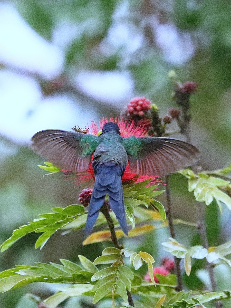 Swallow-tailed Hummingbird - ML637947130