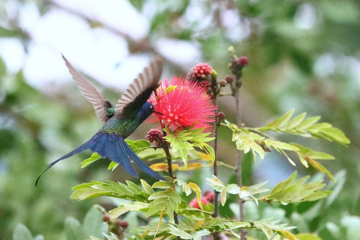 Swallow-tailed Hummingbird - ML637947131