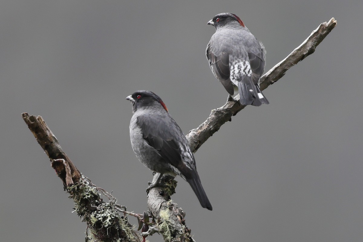 Red-crested Cotinga - ML637947132