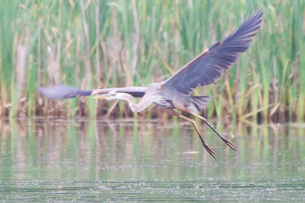 Great Blue Heron - ML637947158