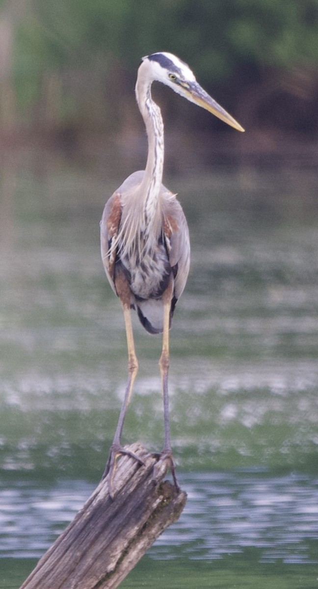 Great Blue Heron - ML637947159