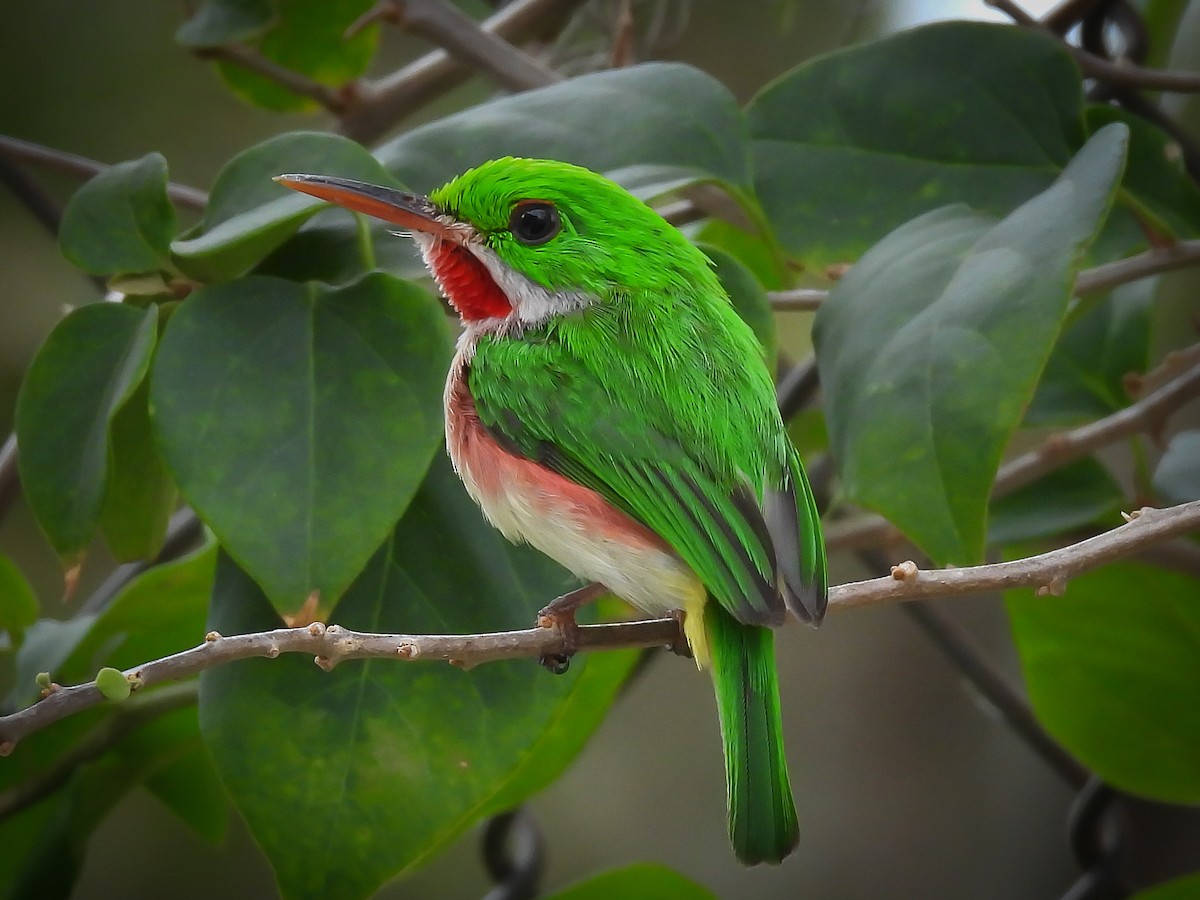 Broad-billed Tody - ML637947164