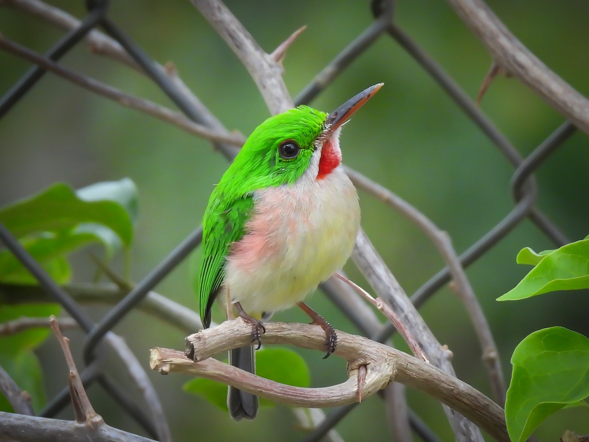 Broad-billed Tody - ML637947165