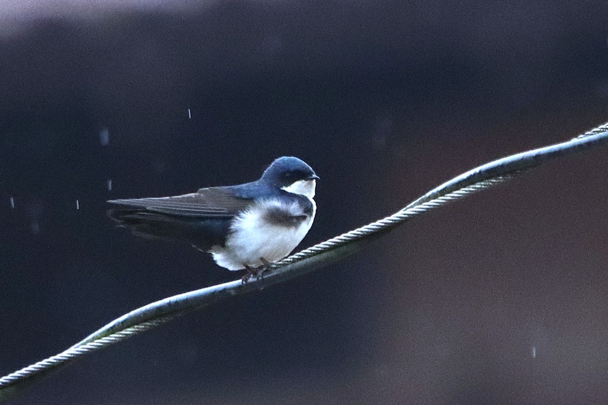 Blue-and-white Swallow - ML637947178