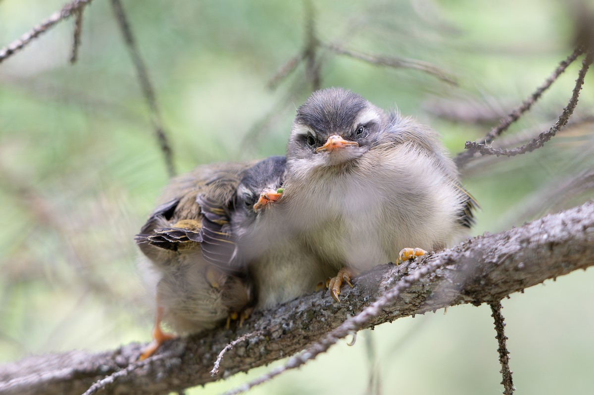Golden-crowned Kinglet - ML637947181