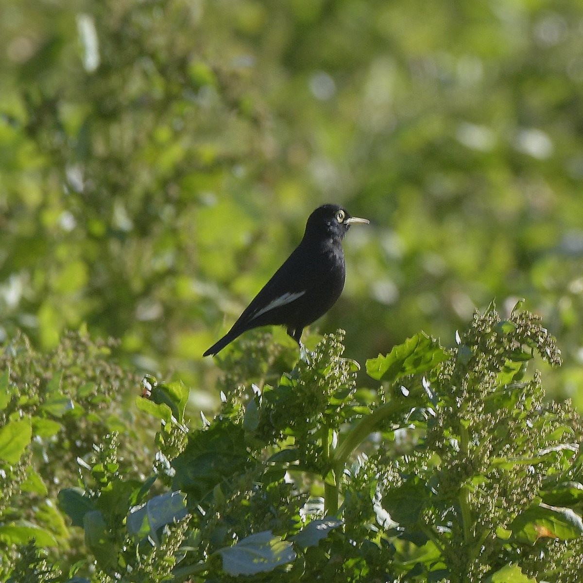 Spectacled Tyrant - ML637947182