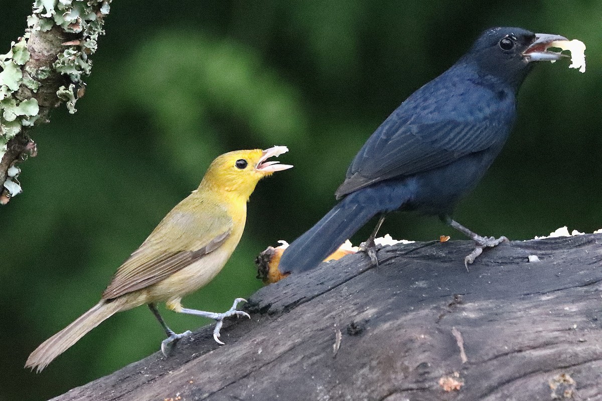 Orange-headed Tanager - ML637947187