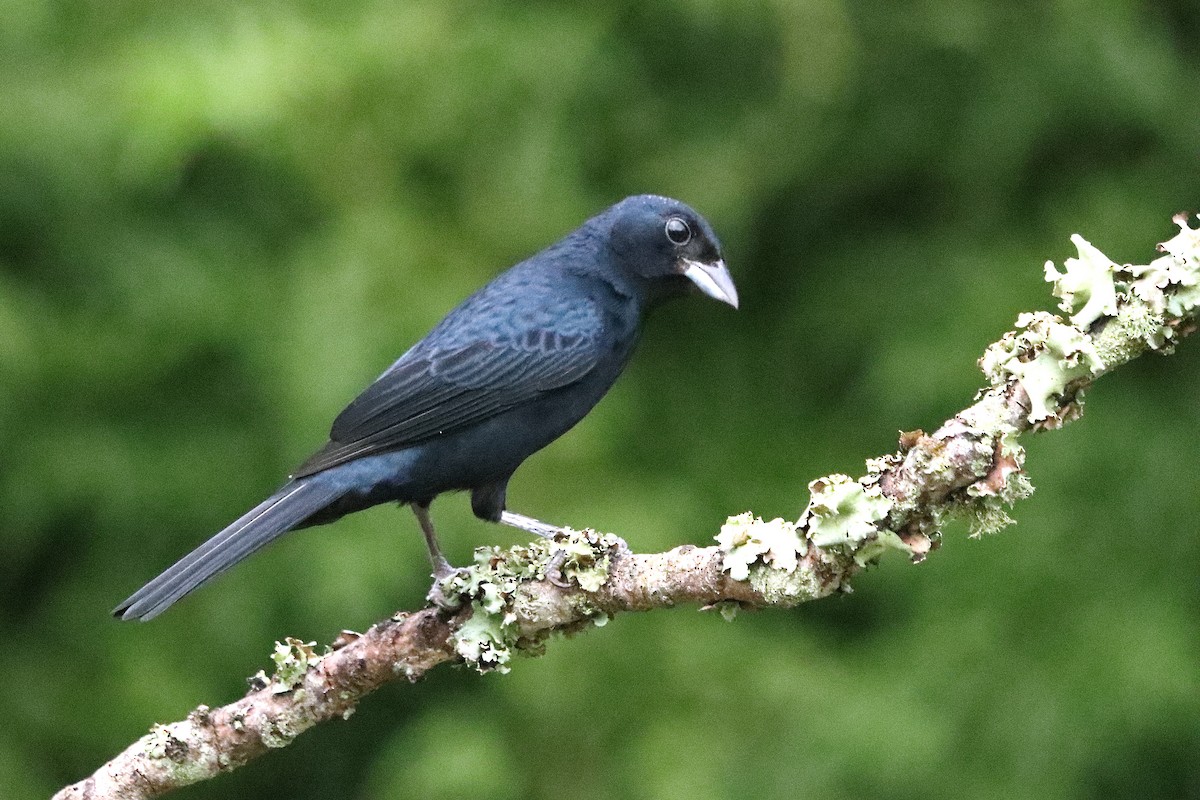 Ruby-crowned Tanager - ML637947195