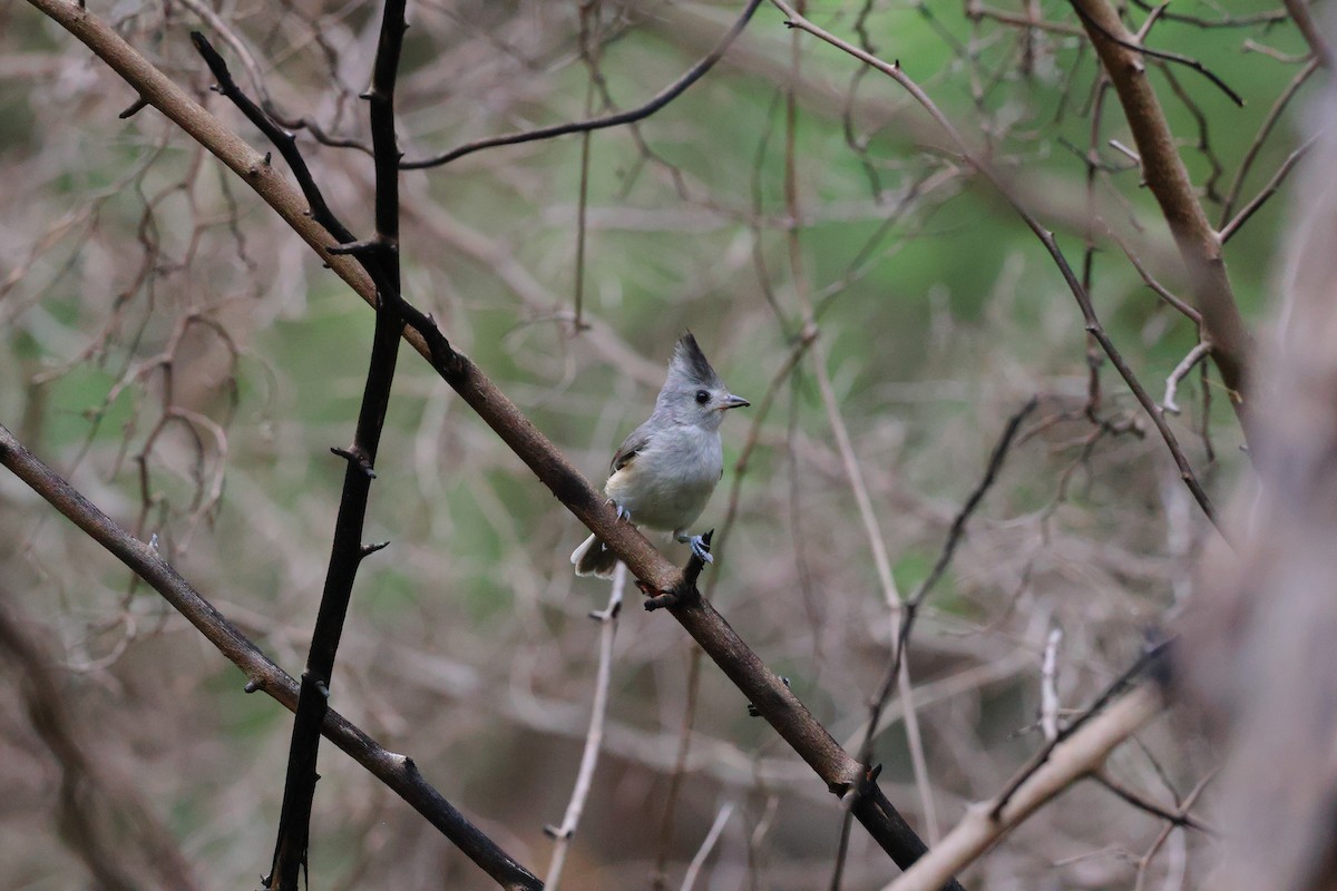 Black-crested Titmouse - ML637947204