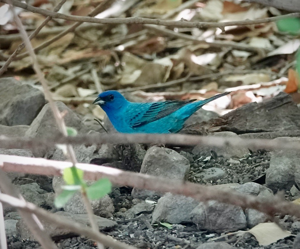 Indigo Bunting - ML637947223
