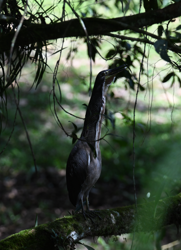 Fasciated Tiger-Heron - ML637947226