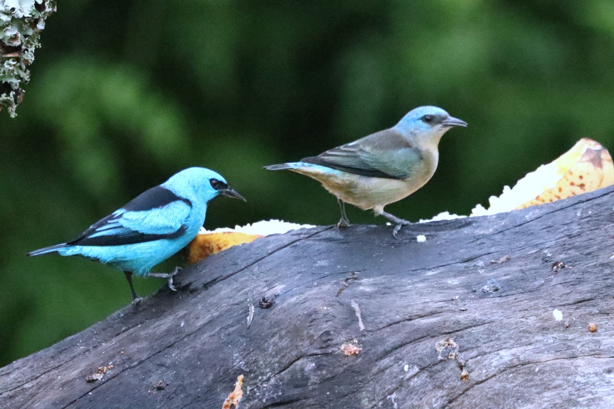 Black-legged Dacnis - ML637947235