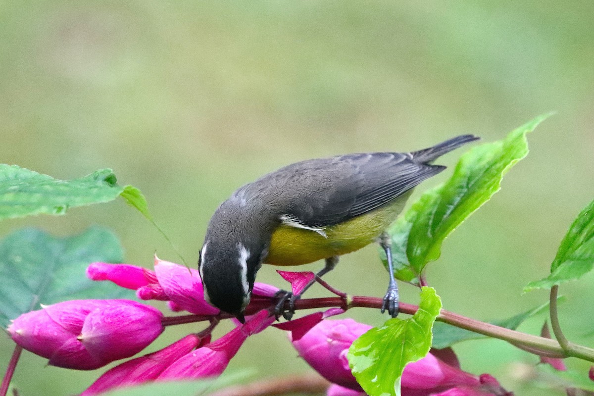 Bananaquit - ML637947251