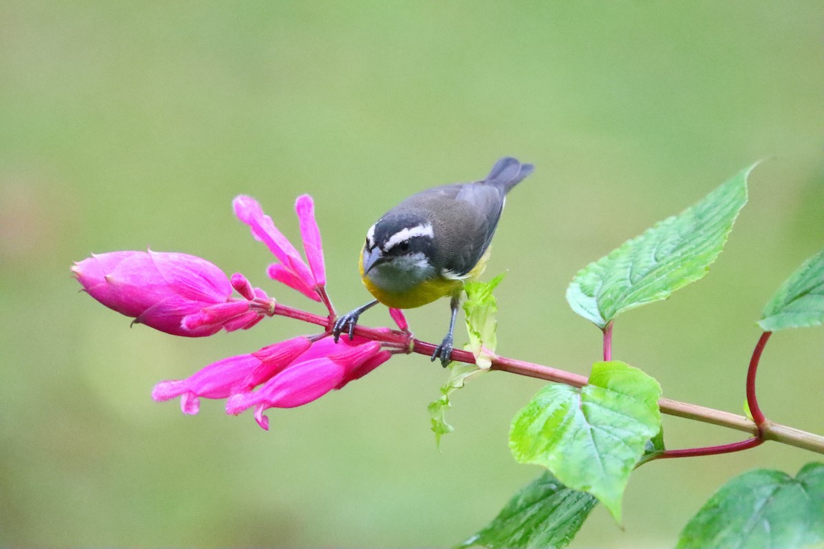 Bananaquit - ML637947270
