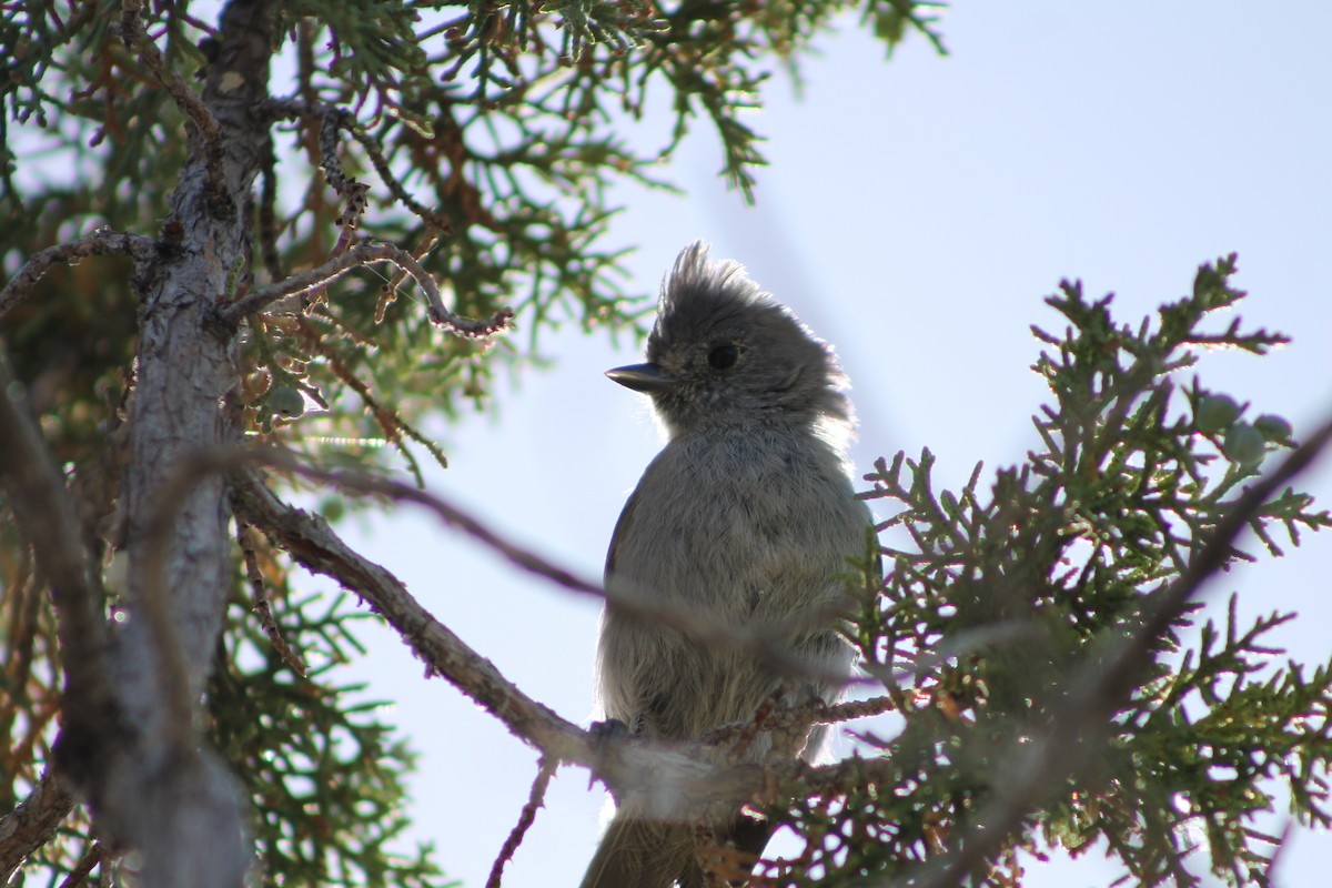 Juniper Titmouse - ML637947297