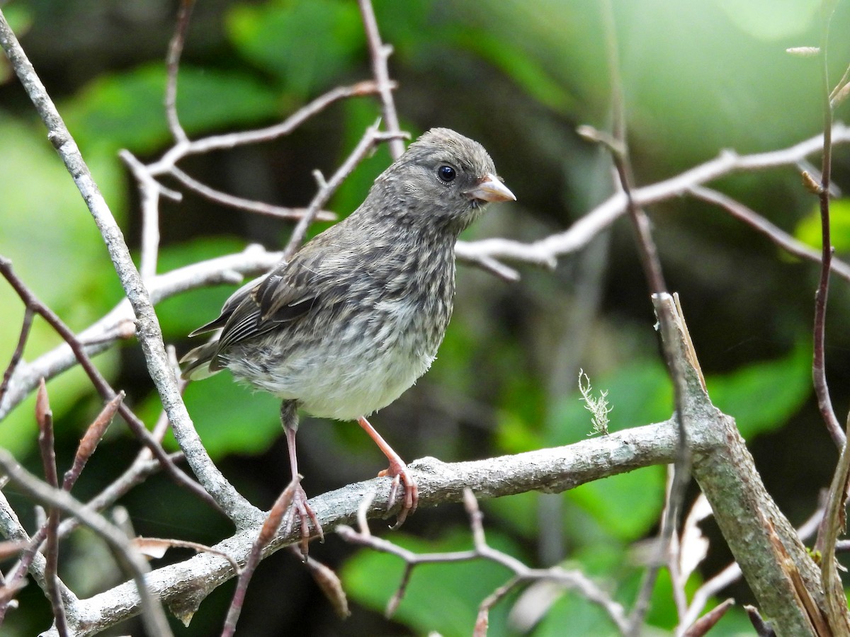 Dark-eyed Junco - ML637947309