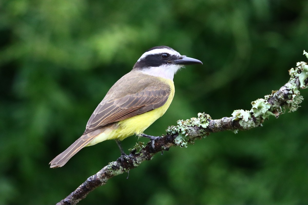 Great Kiskadee - ML637947314
