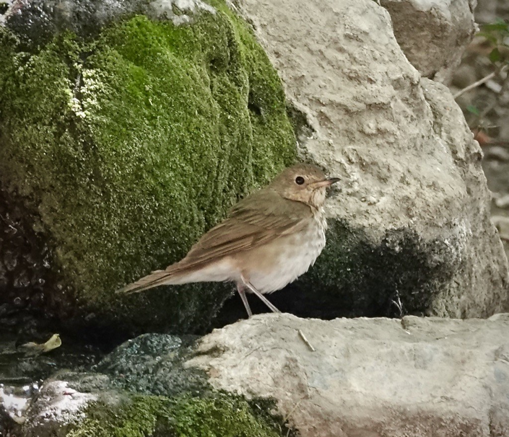 Swainson's Thrush - ML637947317