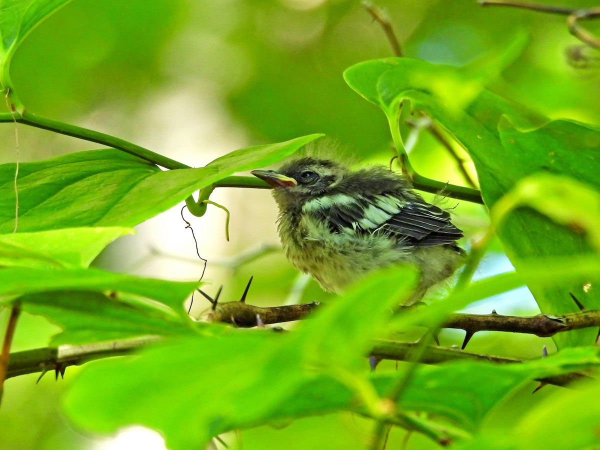 Blackburnian Warbler - ML637947321