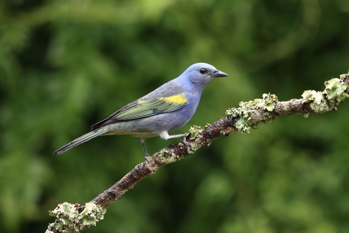 Golden-chevroned Tanager - ML637947324