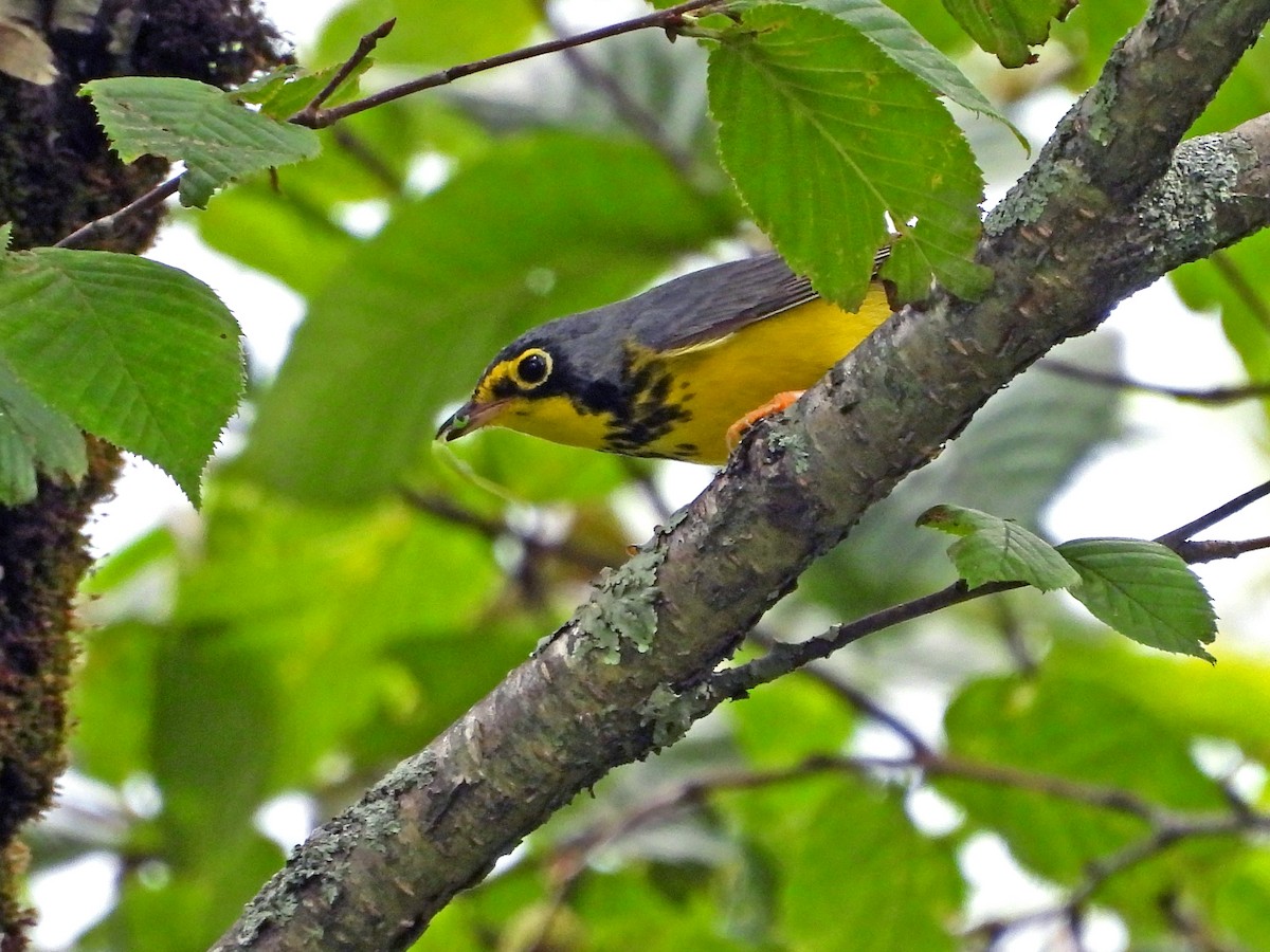 Canada Warbler - ML637947353
