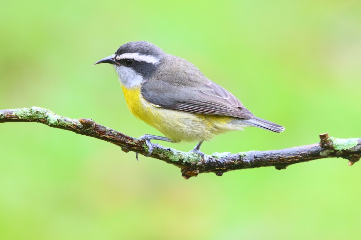 Bananaquit - ML637947394