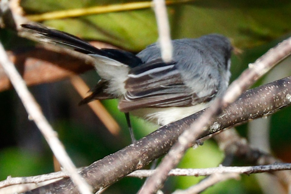 Tropical Gnatcatcher - ML637947413