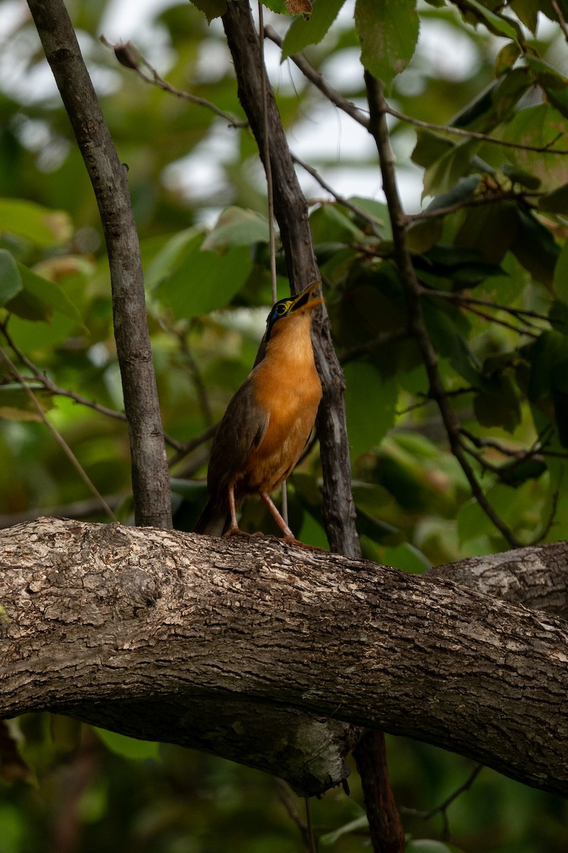 Lesser Ground-Cuckoo - ML637947450