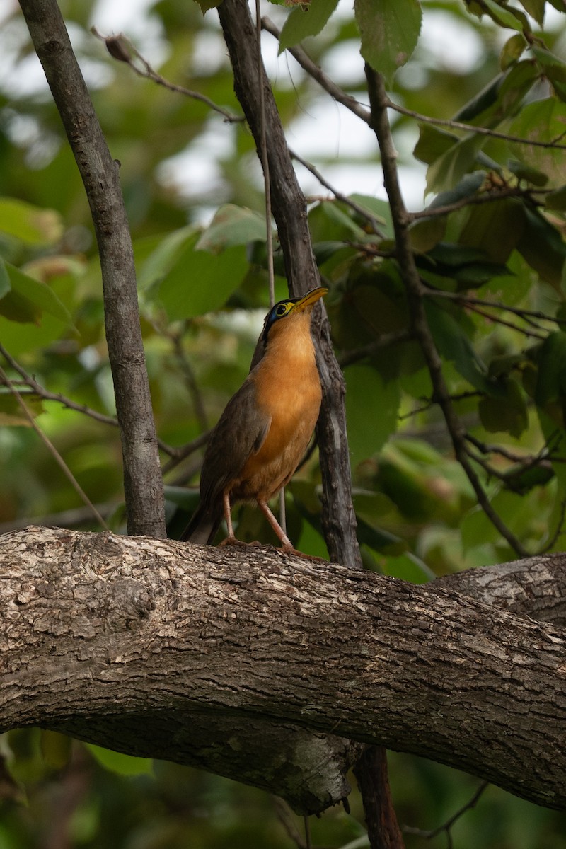 Lesser Ground-Cuckoo - ML637947451