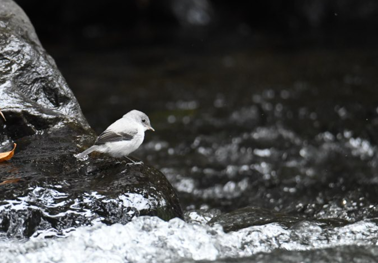Torrent Tyrannulet - ML637947480