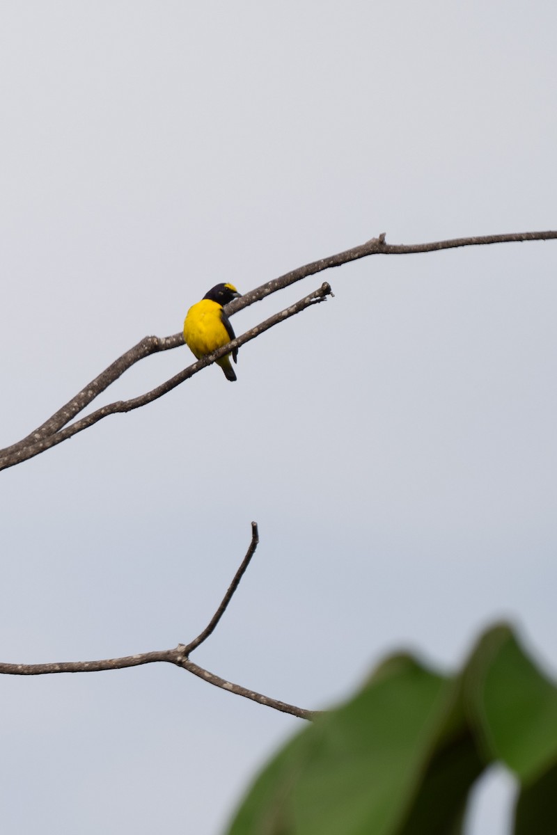 Scrub Euphonia - ML637947487