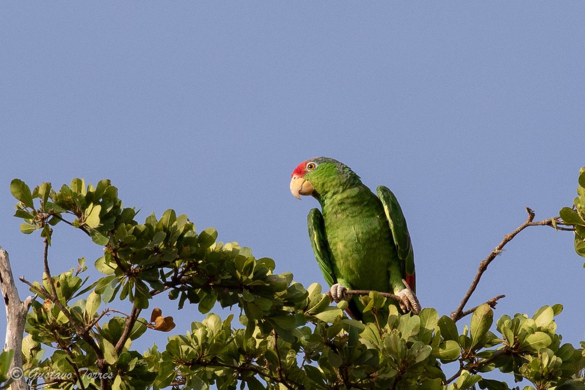 Red-crowned Amazon - ML637947508
