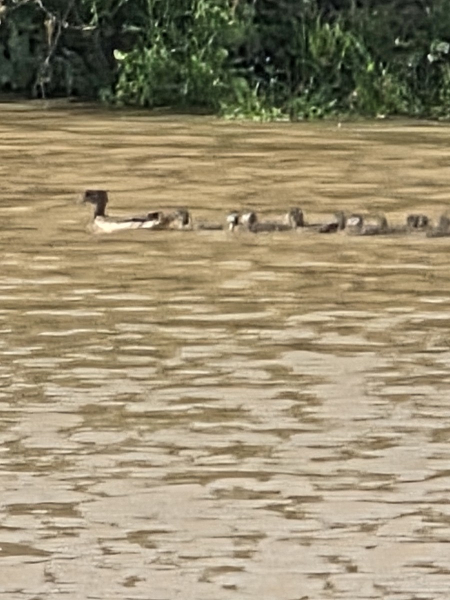 Wood Duck - ML637947545