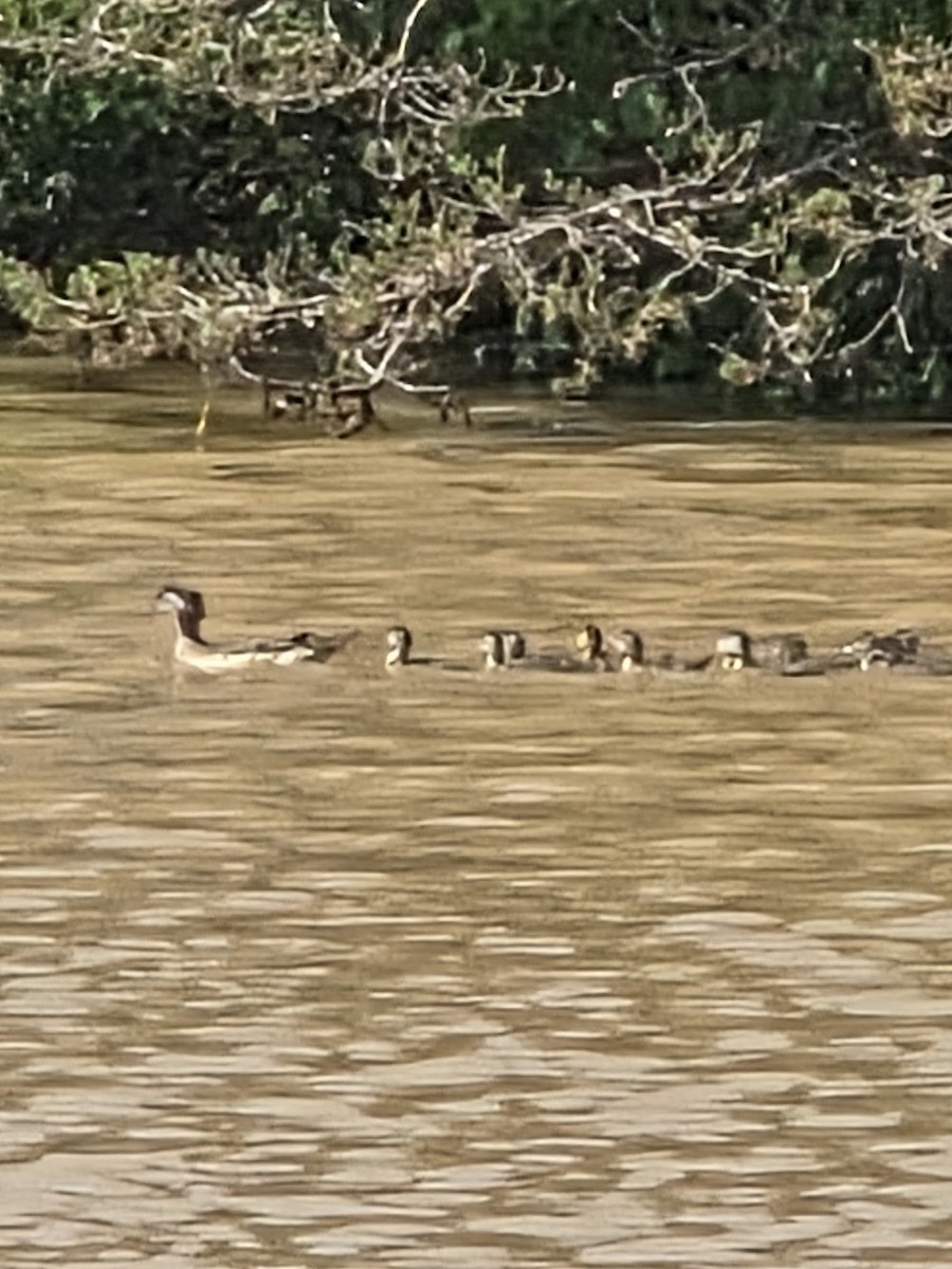 Wood Duck - ML637947546