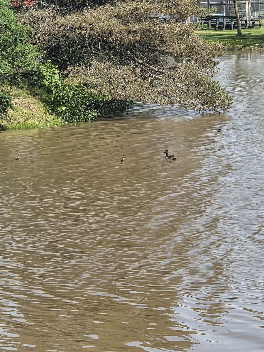 Wood Duck - ML637947547