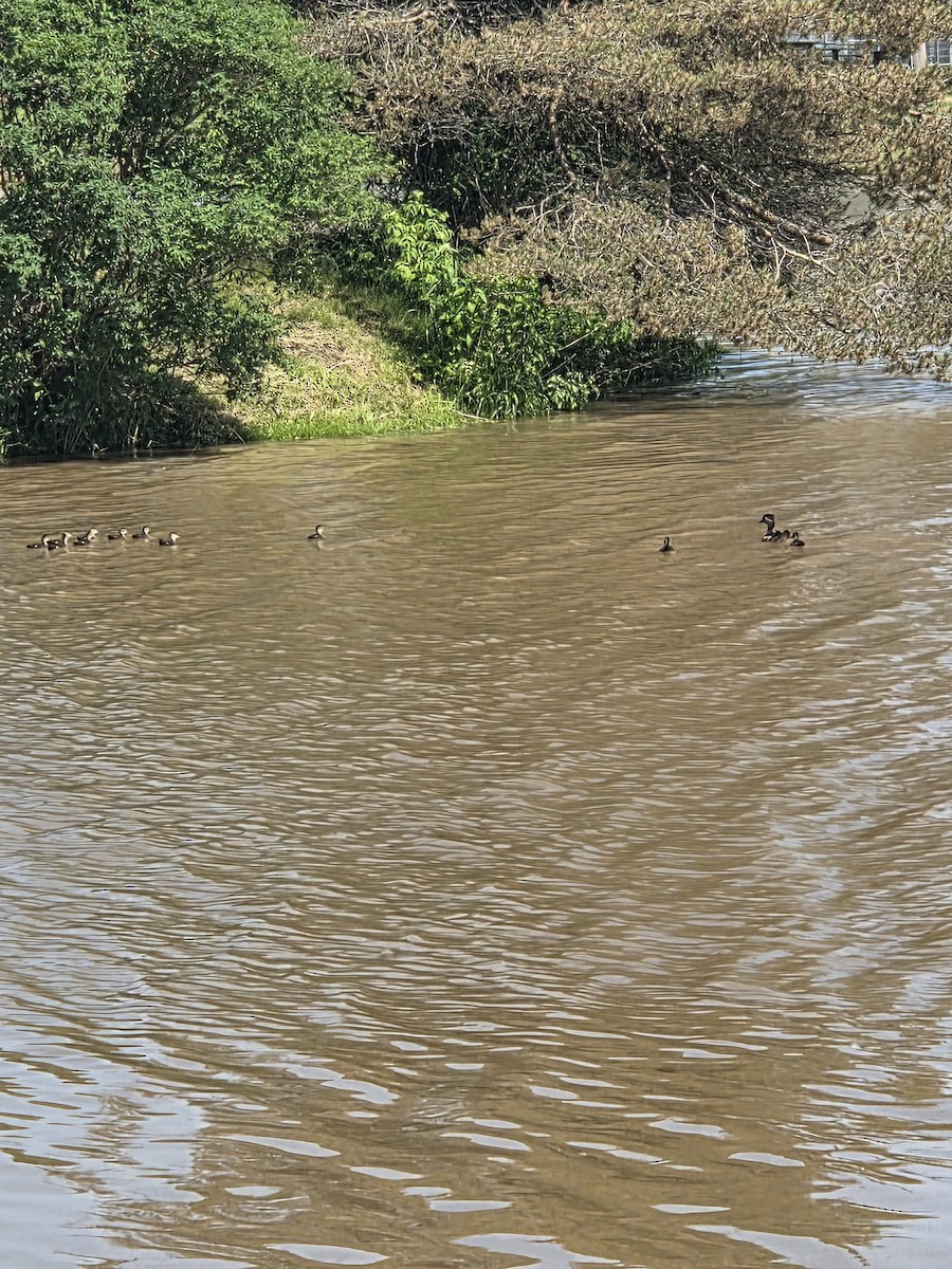 Wood Duck - ML637947548