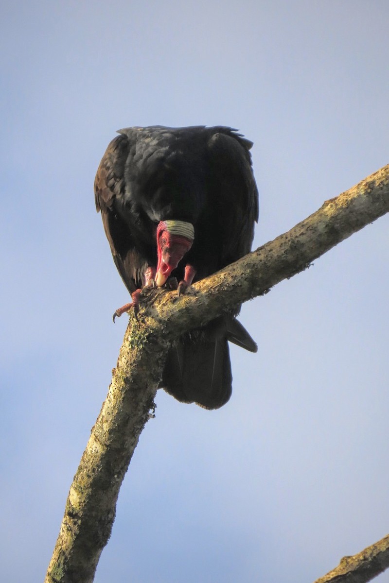 Turkey Vulture - ML637947630