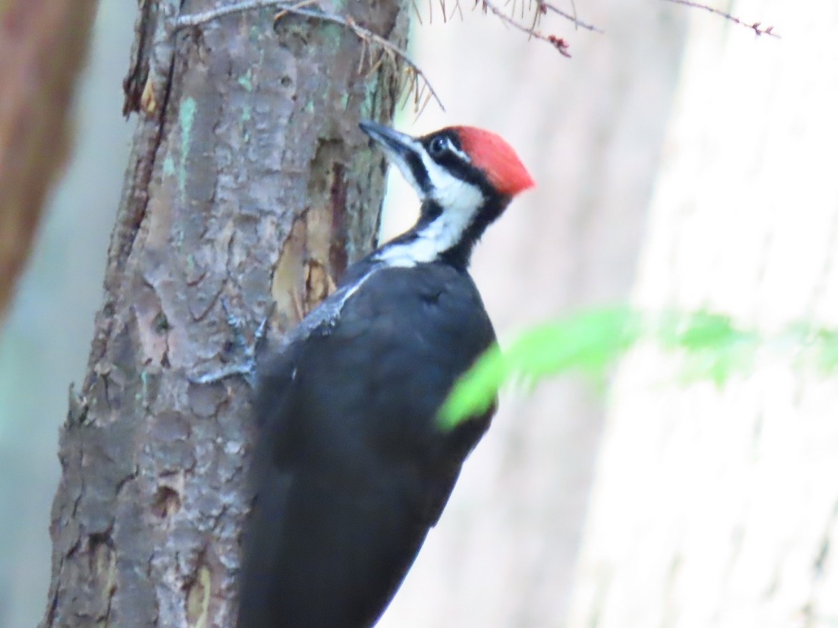 Pileated Woodpecker - ML637947661