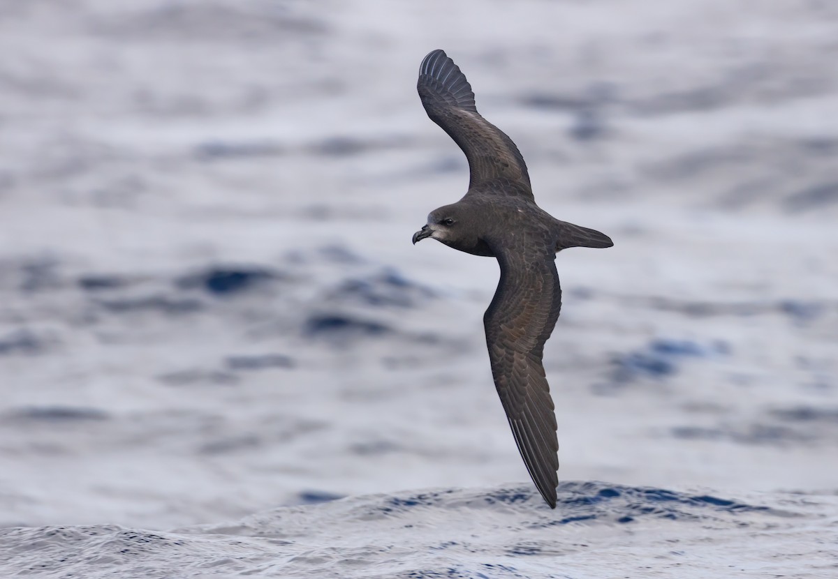 Gray-faced Petrel - ML637947666