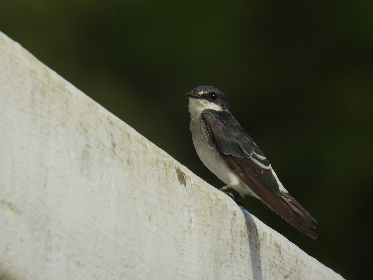 Mangrove Swallow - ML637947709