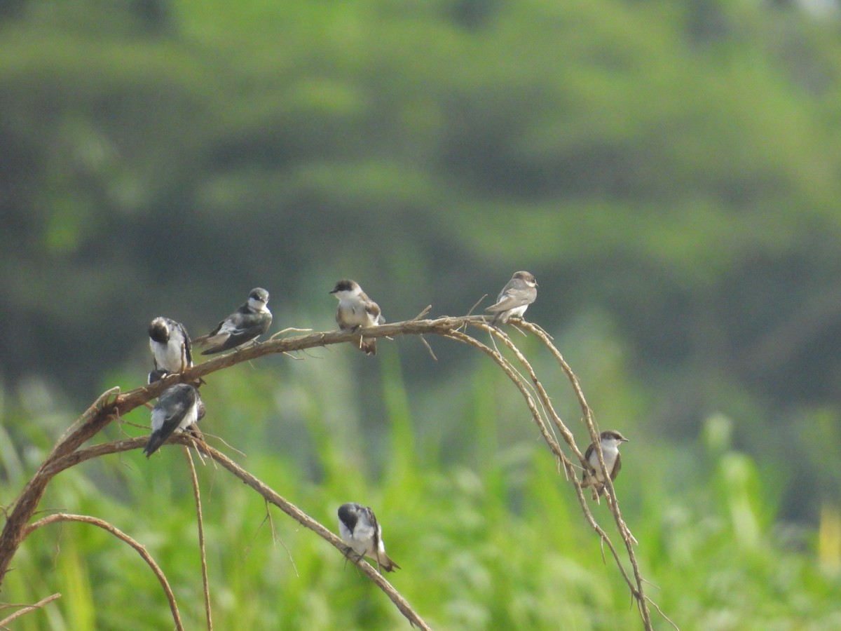 Mangrove Swallow - ML637947711