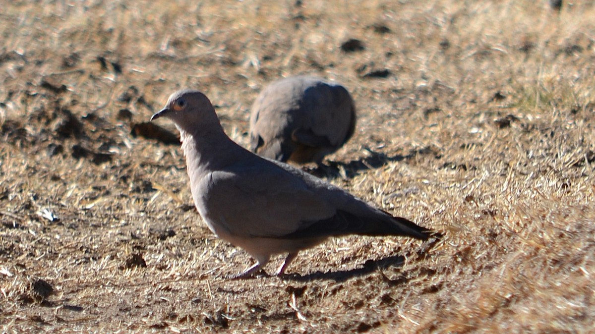 Black-winged Ground Dove - ML637947714