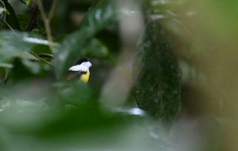 White-collared Manakin - ML637947759