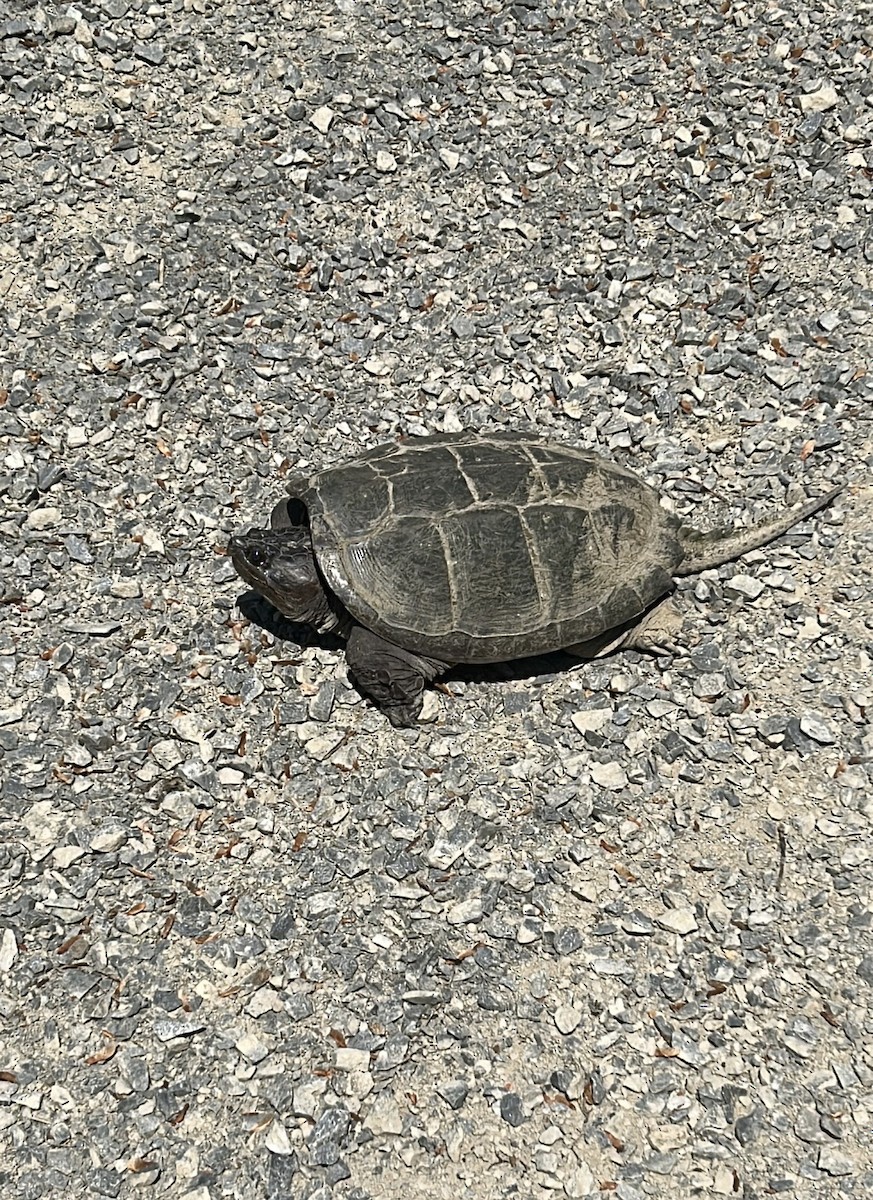 Testuggine azzannatrice - ML637947784